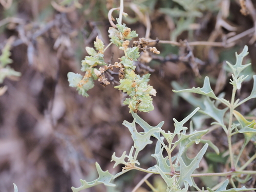 Atriplex recurva