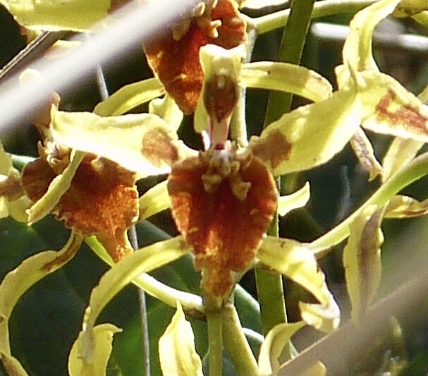 Cyrtochilum weirii (Lindl.) Kraenzl.