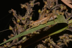 Agraeciini