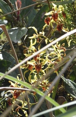 Cyrtochilum weirii