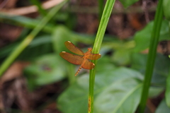 Neurothemis fulvia