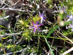 Calectasia narragara