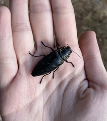 Chalcophora detrita