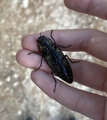 Chalcophora detrita