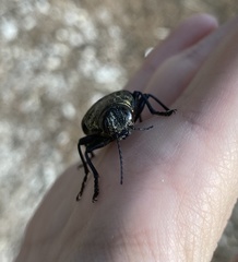 Chalcophora detrita