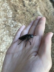 Chalcophora detrita