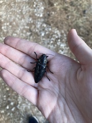 Chalcophora detrita