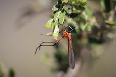 Harpobittacus