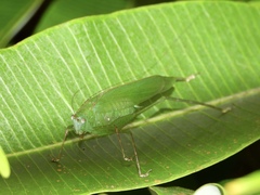 Holochlorini