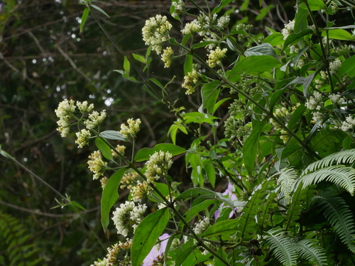 Image of Oldenlandia hedyotidea by (c) Jacy Chen, some rights reserved (CC BY)