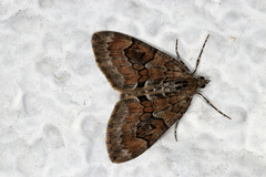 Thera variata