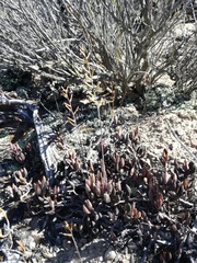 Adromischus filicaulis