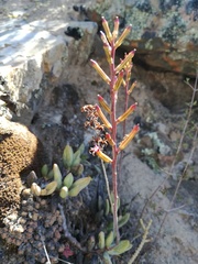 Adromischus filicaulis