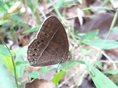 Mycalesis janardana