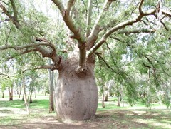 Brachychiton rupestris