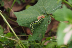 Xanthodes transversa