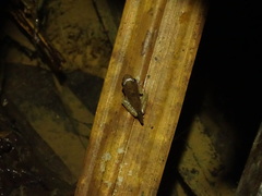 Chalcorana chalconota