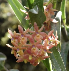 Epidendrum oxysepalum