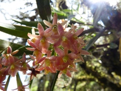 Epidendrum oxysepalum