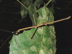 Phenacephorus sepilokensis