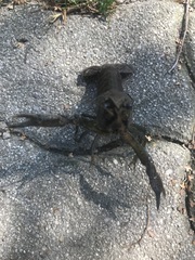 Procambarus virginalis