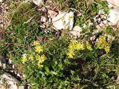 Senecio squalidus rupestris