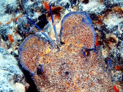 Scyllarides latus
