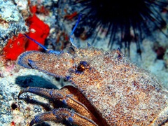 Scyllarides latus