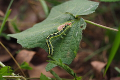 Xanthodes transversa