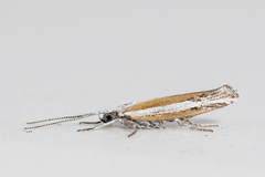 Ypsolopha gerdanella