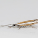 Ypsolopha gerdanella - Photo (c) Lee Hoy, some rights reserved (CC BY-NC-ND), uploaded by Lee Hoy