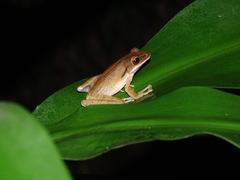 Polypedates leucomystax