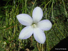 Wahlenbergia matthewsii