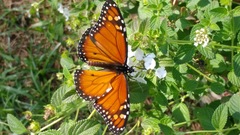 Danaus erippus