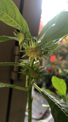 Dorstenia hildebrandtii