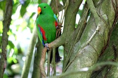 Eclectus roratus
