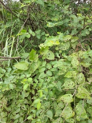 Rubus corchorifolius