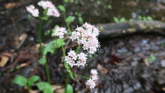 Valeriana dioica
