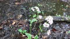 Valeriana dioica