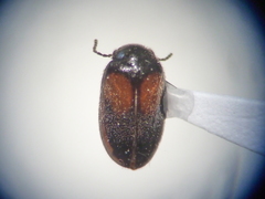 Herthania concinna