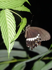 Papilio polytes
