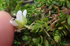 Arenaria biflora