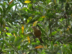 Colluricincla rufogaster rufogaster