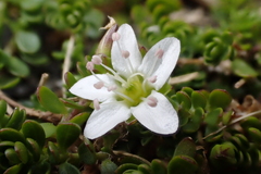 Arenaria biflora