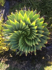Aloe polyphylla