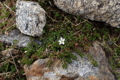 Arenaria biflora