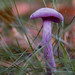 Amethyst Deceiver - Photo (c) Jan-Willem Swane, some rights reserved (CC BY-NC-ND)
