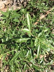 Jasminum didymum racemosum