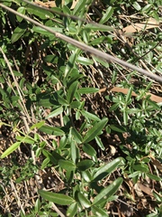 Jasminum didymum racemosum