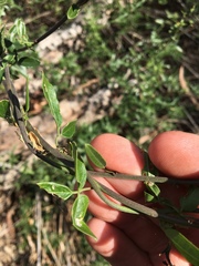 Jasminum didymum racemosum